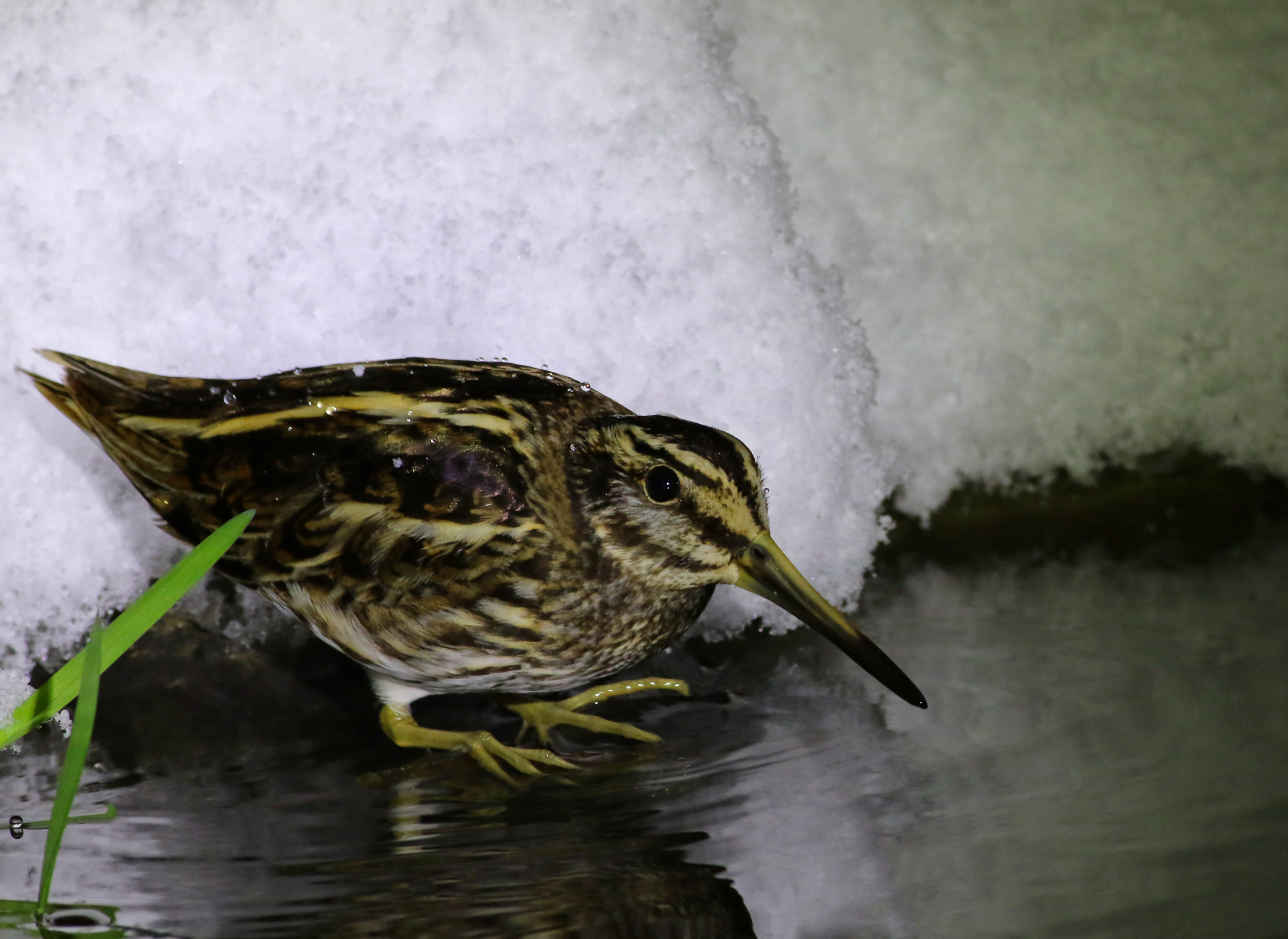 Jack Snipe